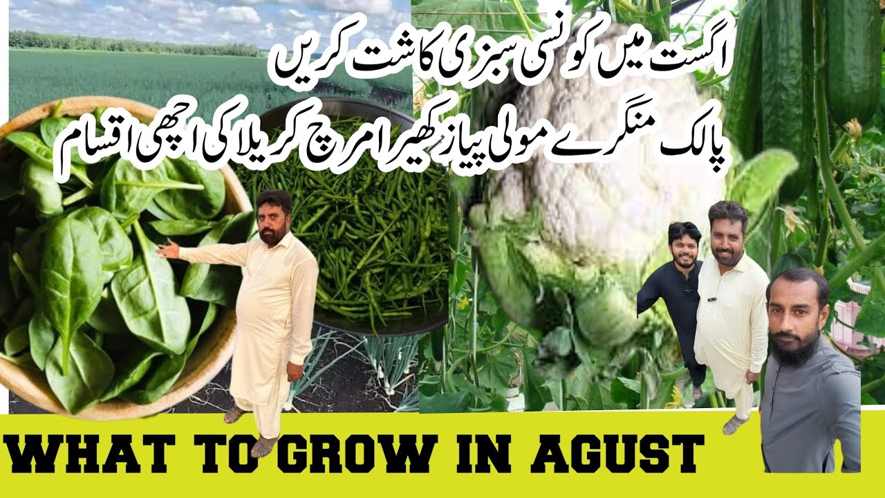 What to grow in August | August me ugai jane wali sabziyan kon c hen | 10 Vegetables sow in august