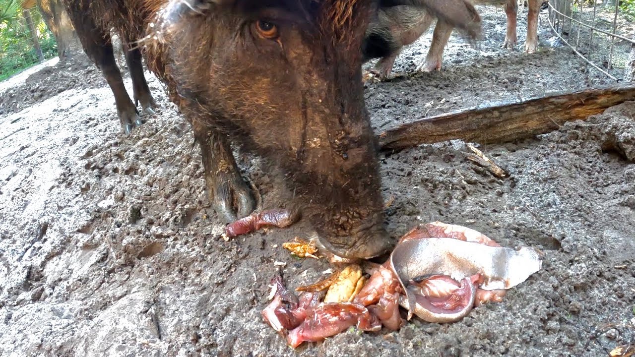Giant Wild Boars and Fresh Tuna! (Bahamas to Our New Hunting Camp Travel Vlog)