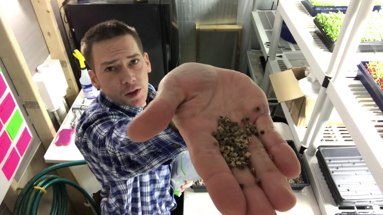 Microgreens: Planting Methods