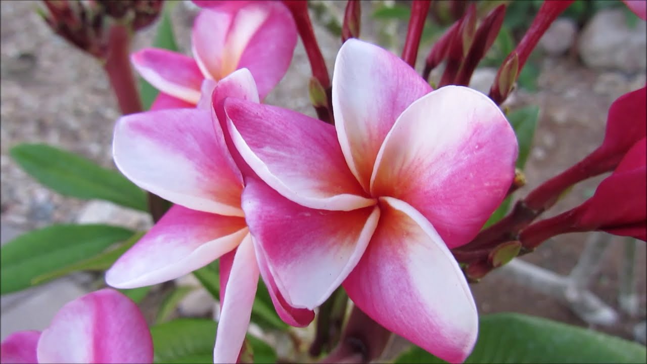 2018 Plumeria Tour Arizona - Part 2
