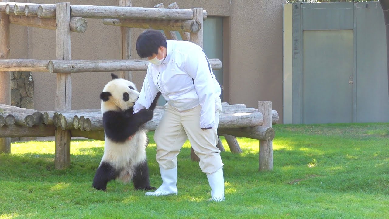 Baby panda fuhin　2 seconds after finding my favorite keeper  Historical things happen