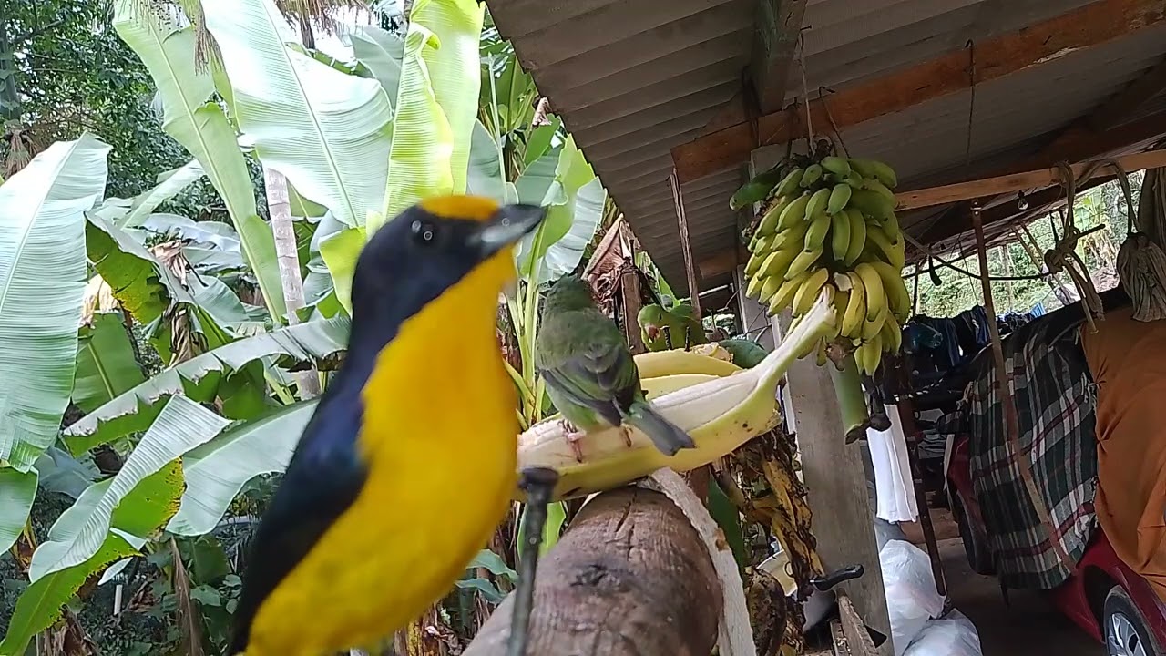 Alimentado os pássaros...