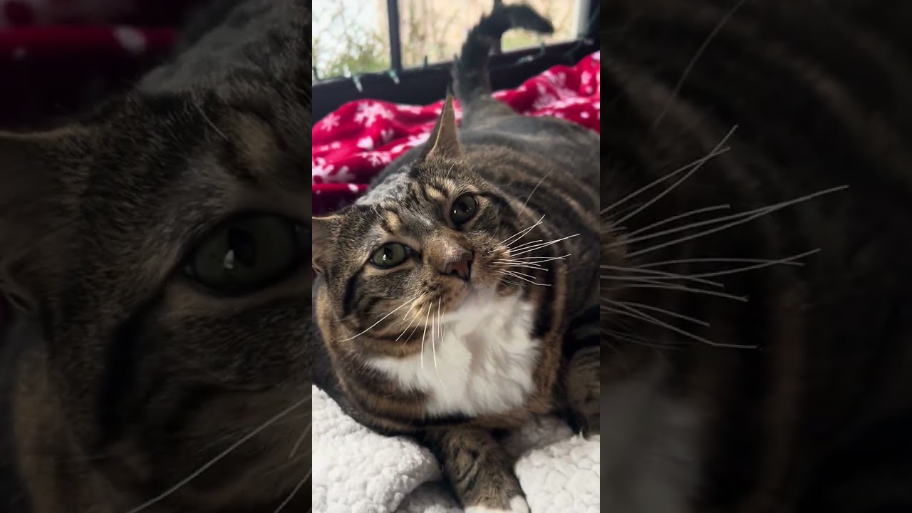 Happy Mode: activated. ✨🐾  #fyp #Cat #fye #fyefurgang 🩷