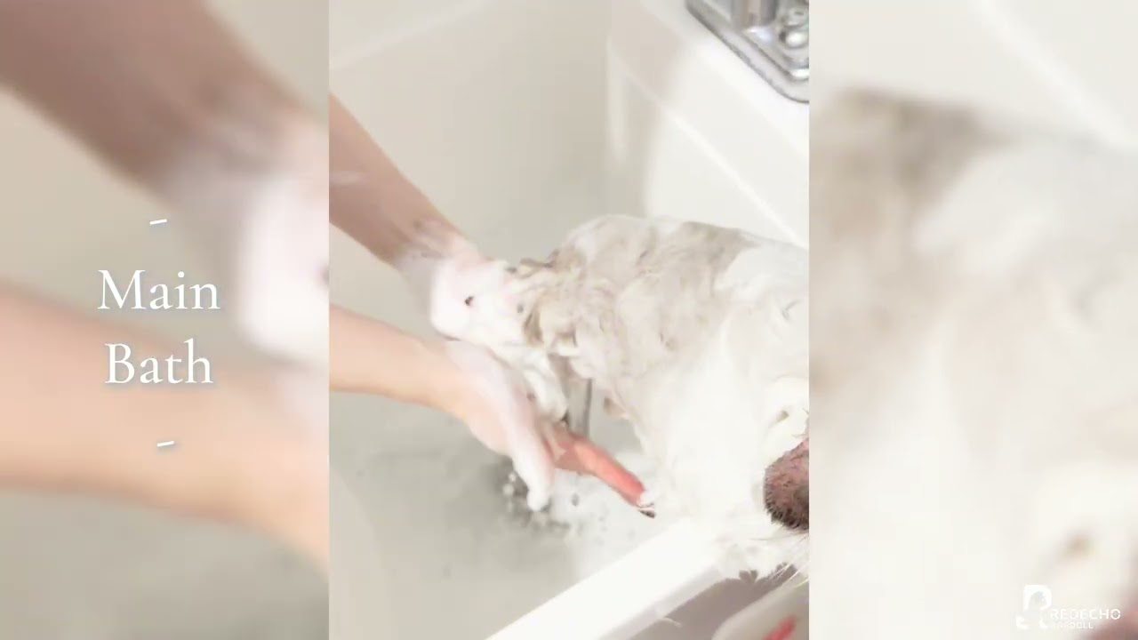 How to bath your cat-Redecho Bath Tutorial