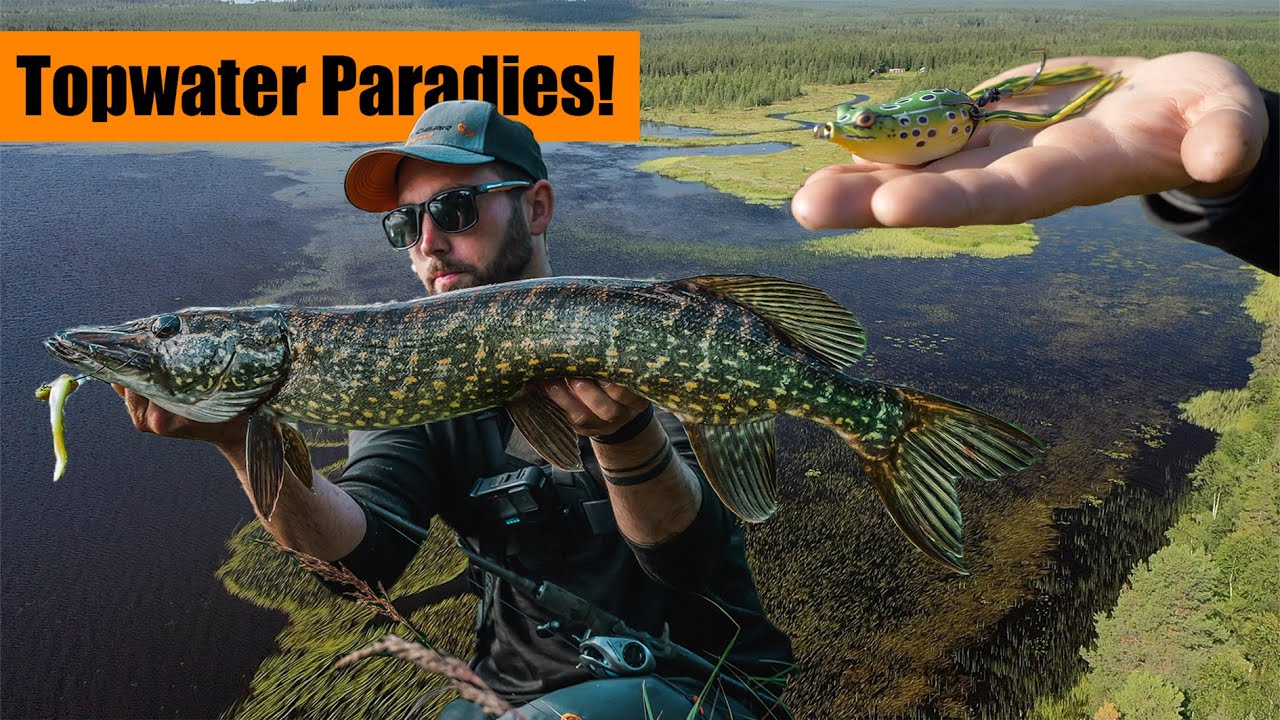 Brutale TOPWATER Attacken! Hechtangeln in Schweden