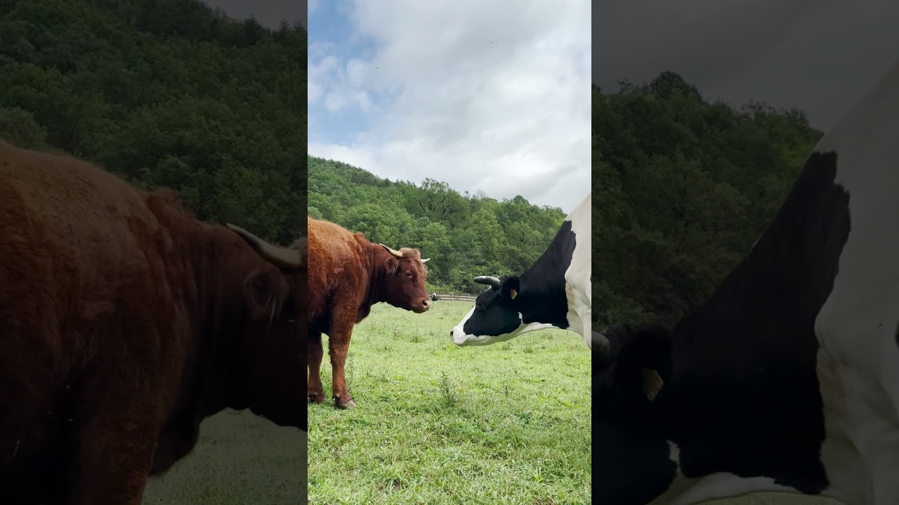 Cantabria, una vaca encerrada toda su vida salta feliz con sus hijas