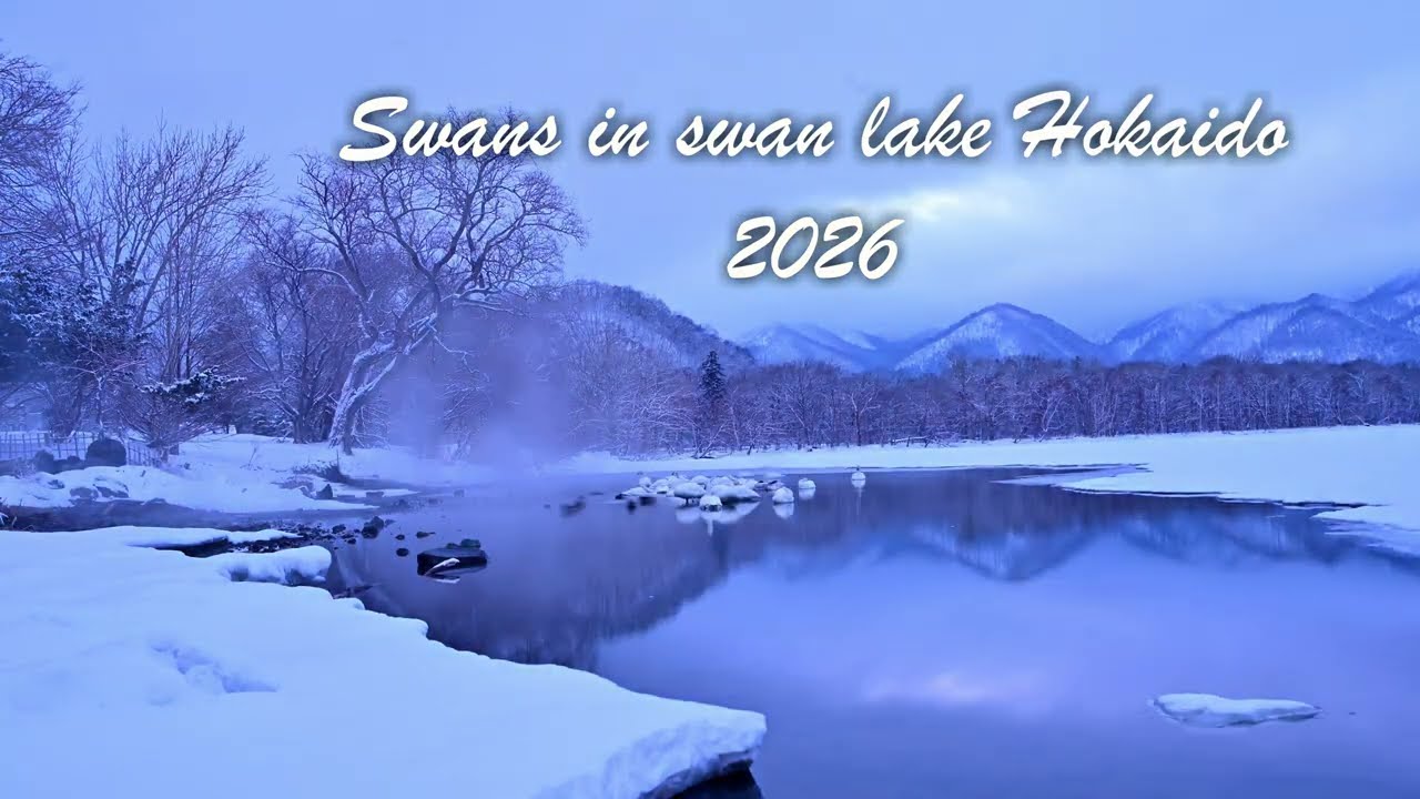 Swan Lake in Hokaido