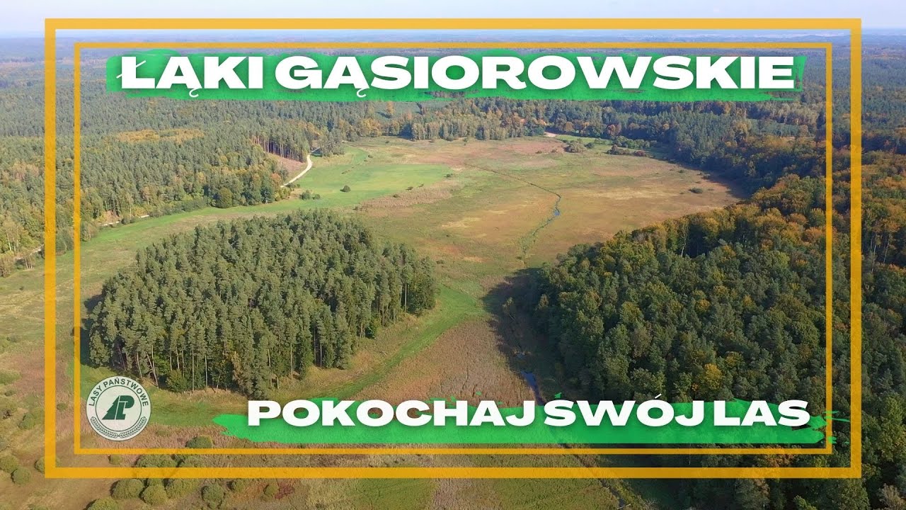 Pokochaj Swój Las - #35 DAWNE dno jeziora. Ostoja CENNYCH roślin i zwierząt, czyli ŁĄKI GĄSIOROWSKIE