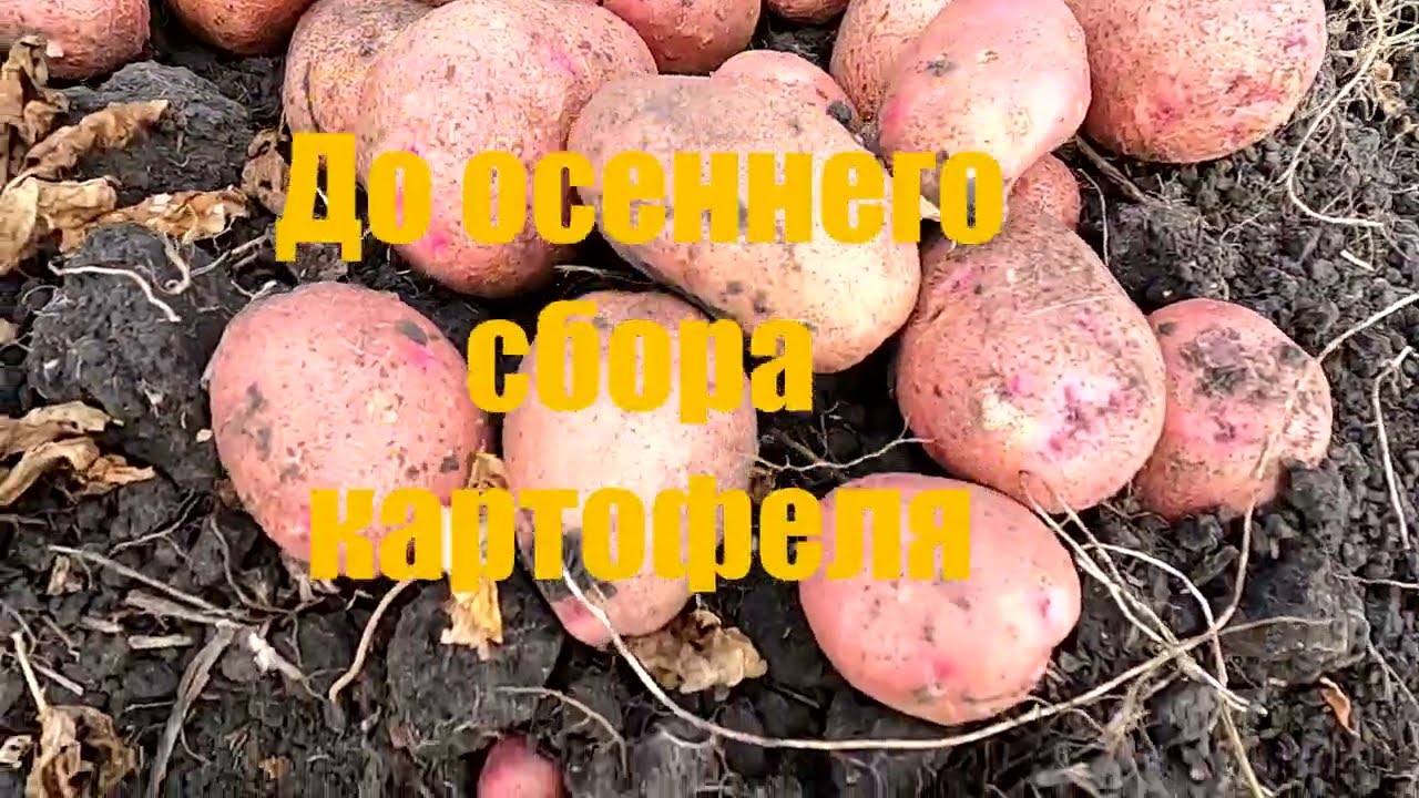 Выращивание картофеля