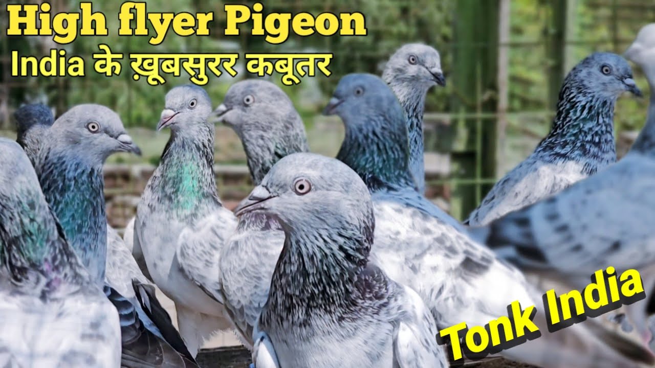 Kabootar | High Flyer Pigeon | India के ख़ूबसूरत कबूतर | Jaipur Tonk Pigeons