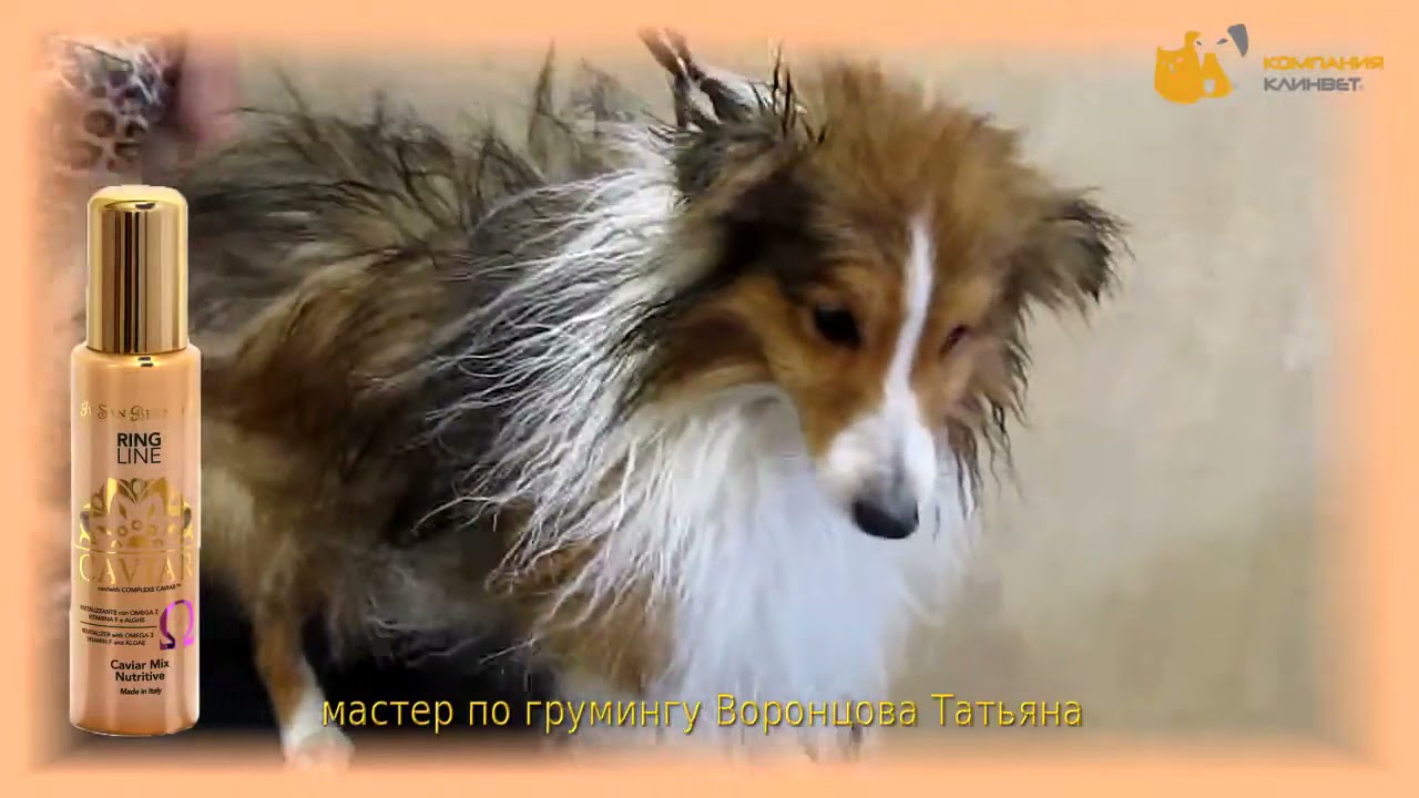 Груминг поврежденной шерсти Iv San Bernard Caviar Green