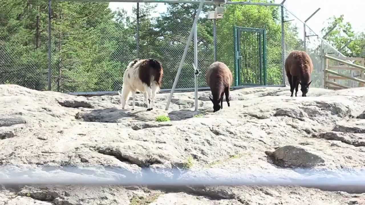 Inspecta - Besiktning Kolmården