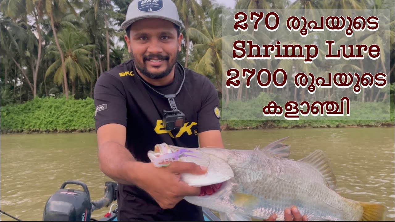 270 രൂപയുടെ Shrimp Lure-ൽ പിടിച്ച 2700 രൂപയുടെ കളാഞ്ചി | Barramundi on Crazy Shrimp