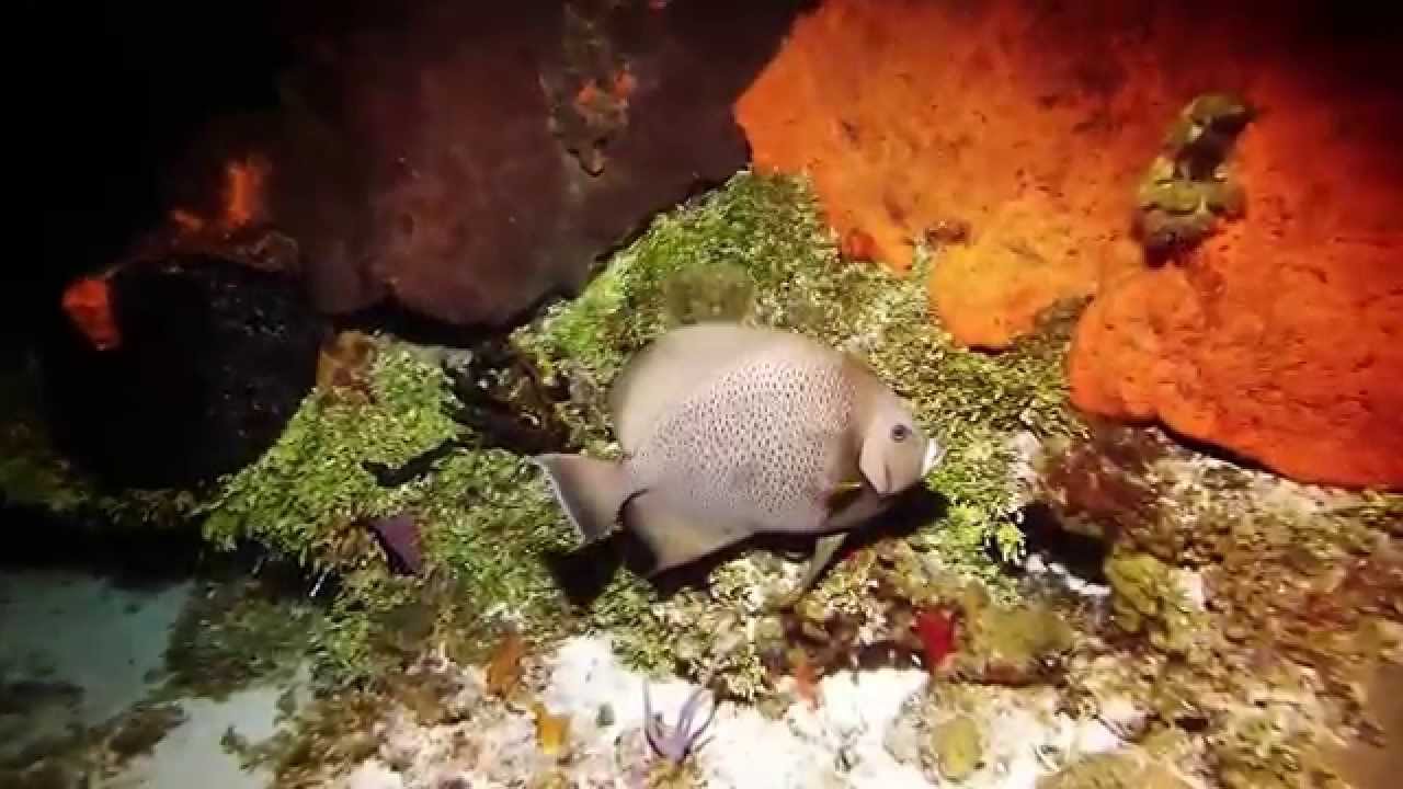 Best Night Scuba Diving in the World, Cozumel, Mexico: San Francisco Reef (HD - 1080p)