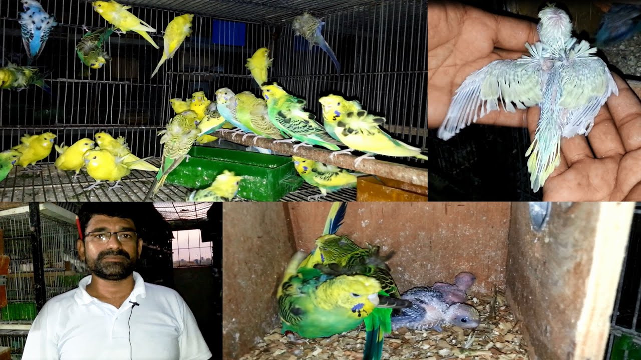 TCB Hagoromo Budgies Working & Breeding Progress