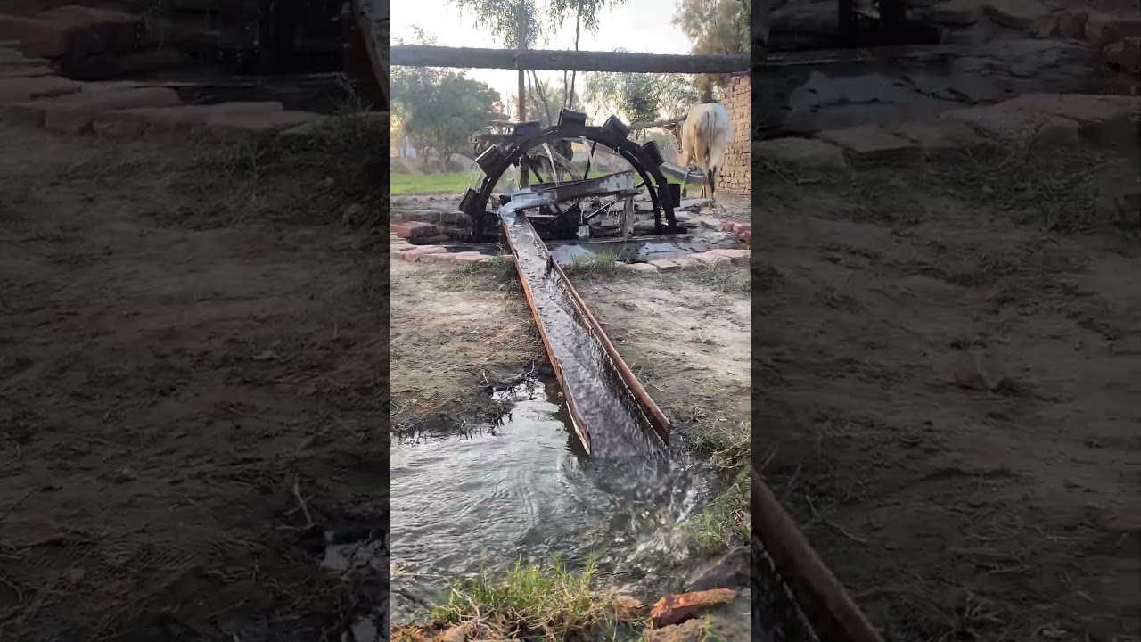 150year old water extraction irrigation system operate with oxen #yt #irrigationsolutions #screw
