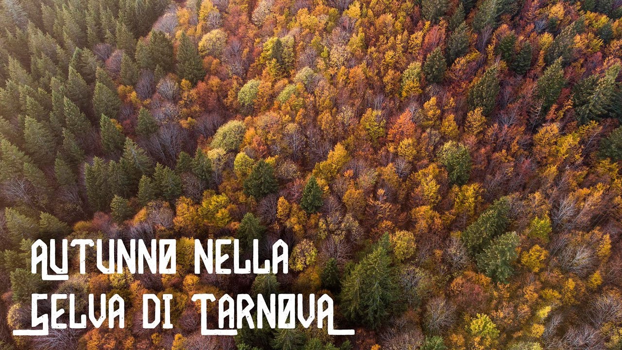 Autunno nella Selva di Tarnova dal drone