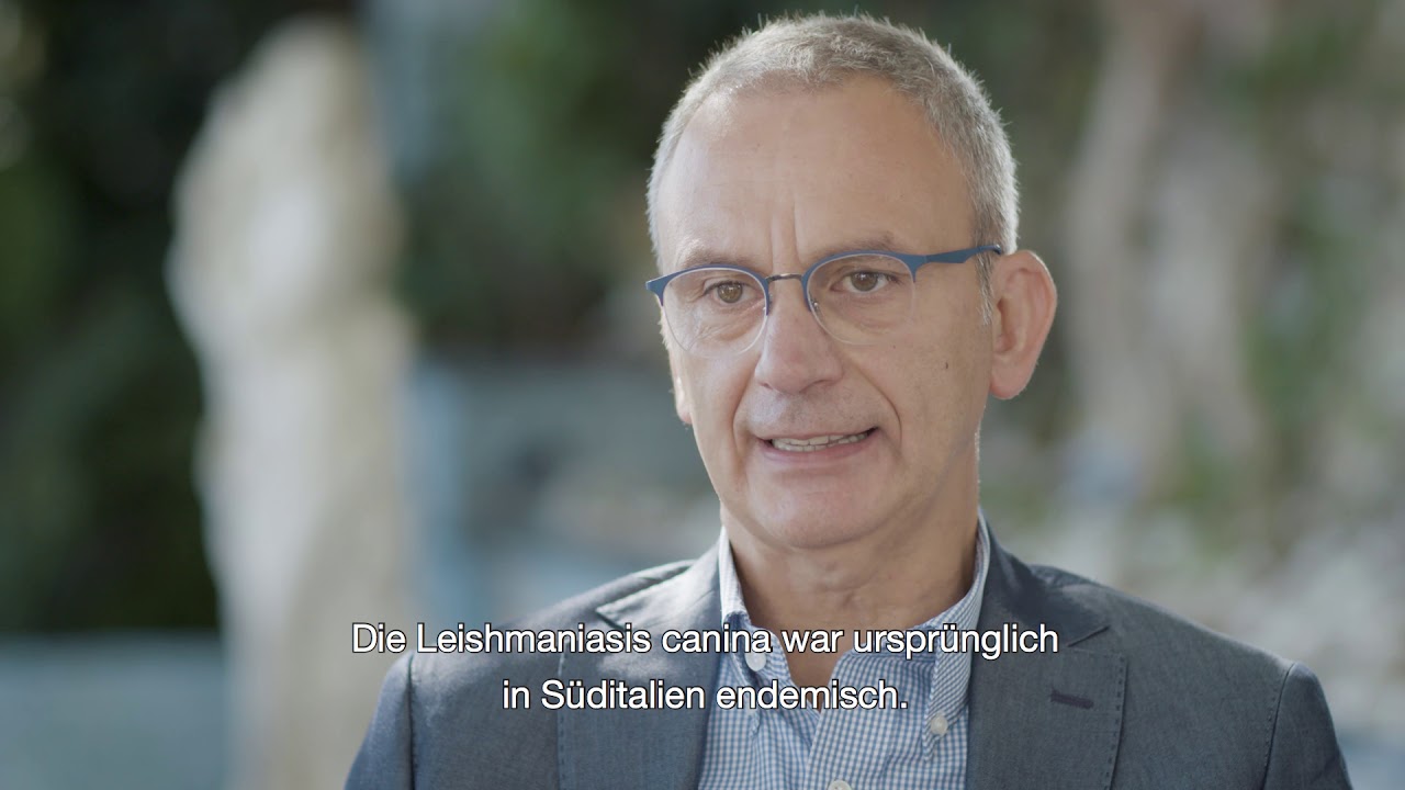 Leishmaniose: ein Leiden, das Tier und Mensch betrifft