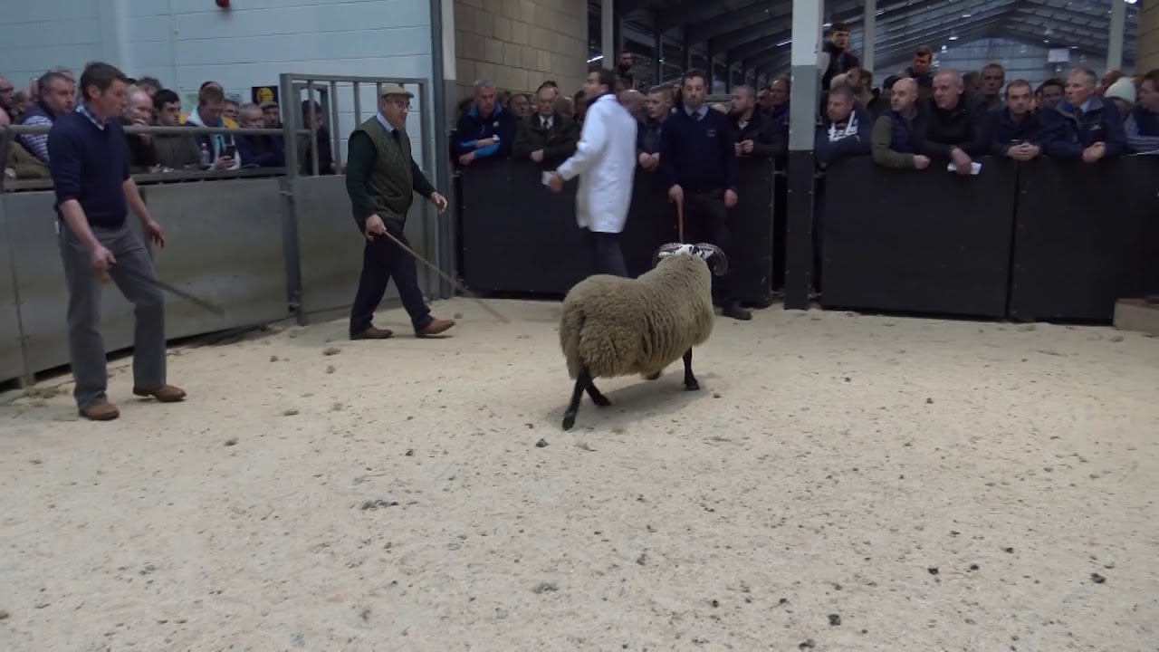 £160000 Elmscleugh Ram Lamb