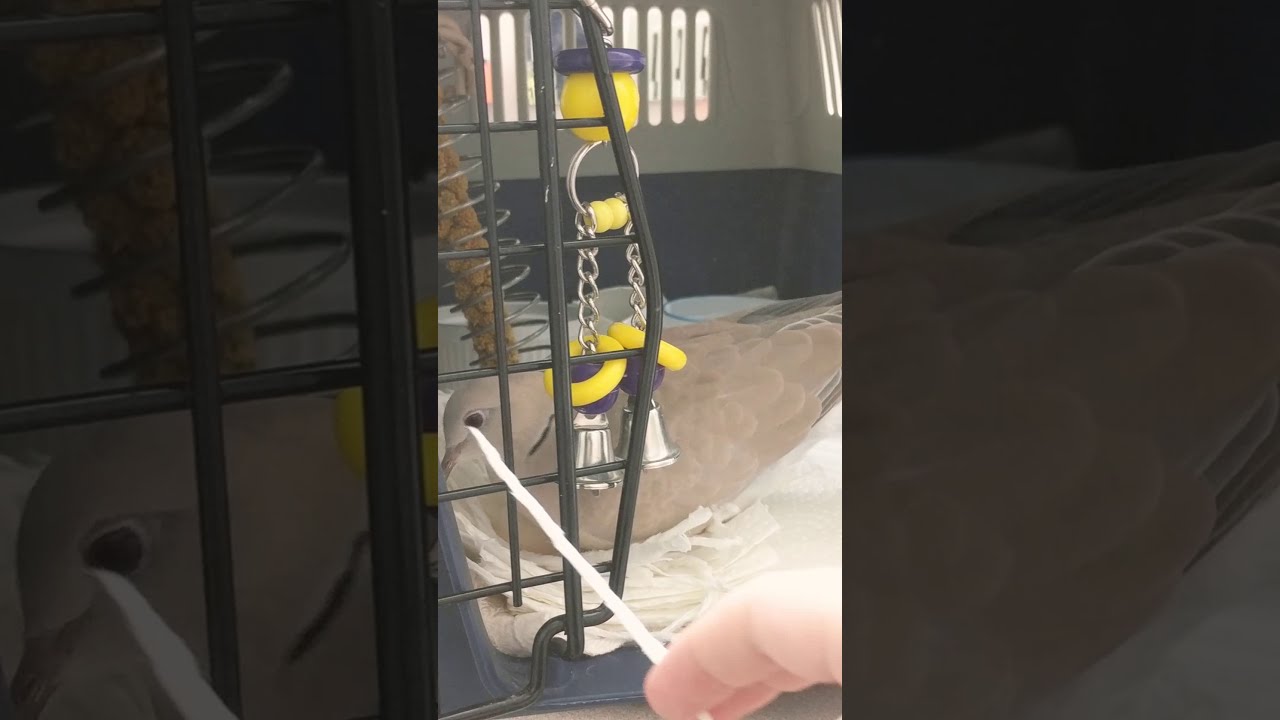 Pet dove building a nest