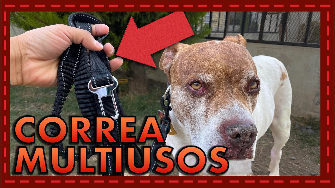 ¡La correa perfecta para cualquier actividad! Reseña de una correa multiusos para perros
