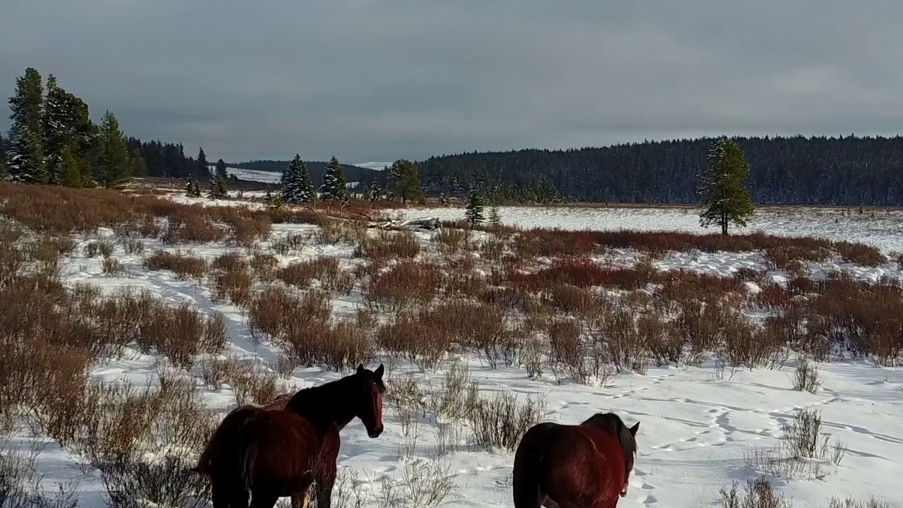Wild Horses in Alberta's Foothills