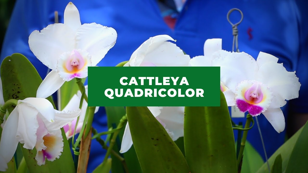 Cattleya Quadricolor