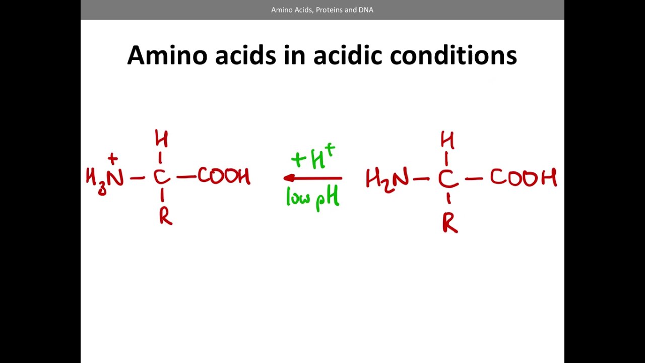 Amino Acids, proteins and DNA (AQA A level Chemistry)