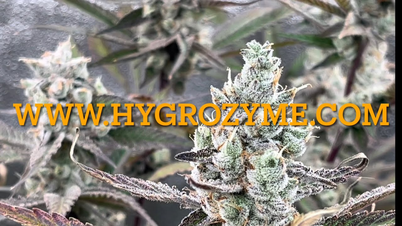 Hygrozyme, Hyshield, Hygroben, Hygropunch.