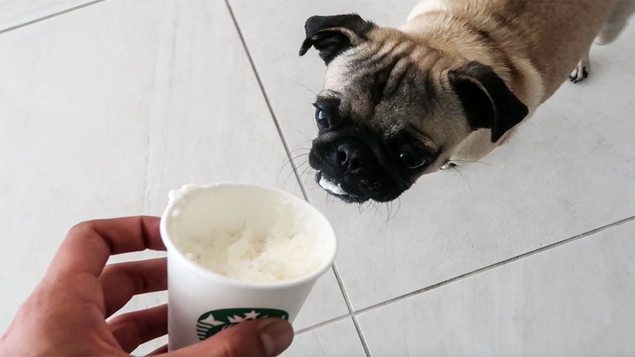 PUGS FIRST COFFEE!! GUPPY THE PUG!!