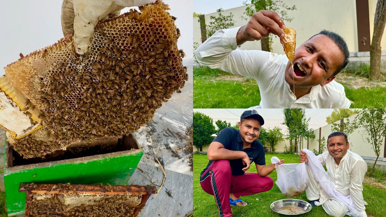Becoming a Beekeeper | My First Honey Harvest | How Much Honey You Can Get From 1 Box 🗃️