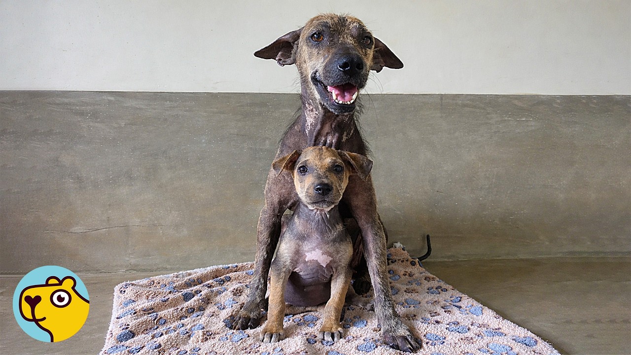 Neglected Mama Dog Gets a Second Chance at Life