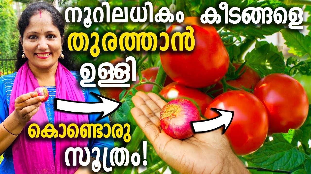നൂറിലധികം കീടങ്ങളെ തുരത്താൻ ഉള്ളി കൊണ്ടൊരു സൂത്രം! | MAGIC Organic Onion Pesticide