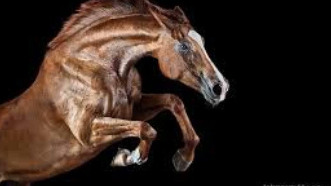 Sonhar com cavalo louco atacando, significado2