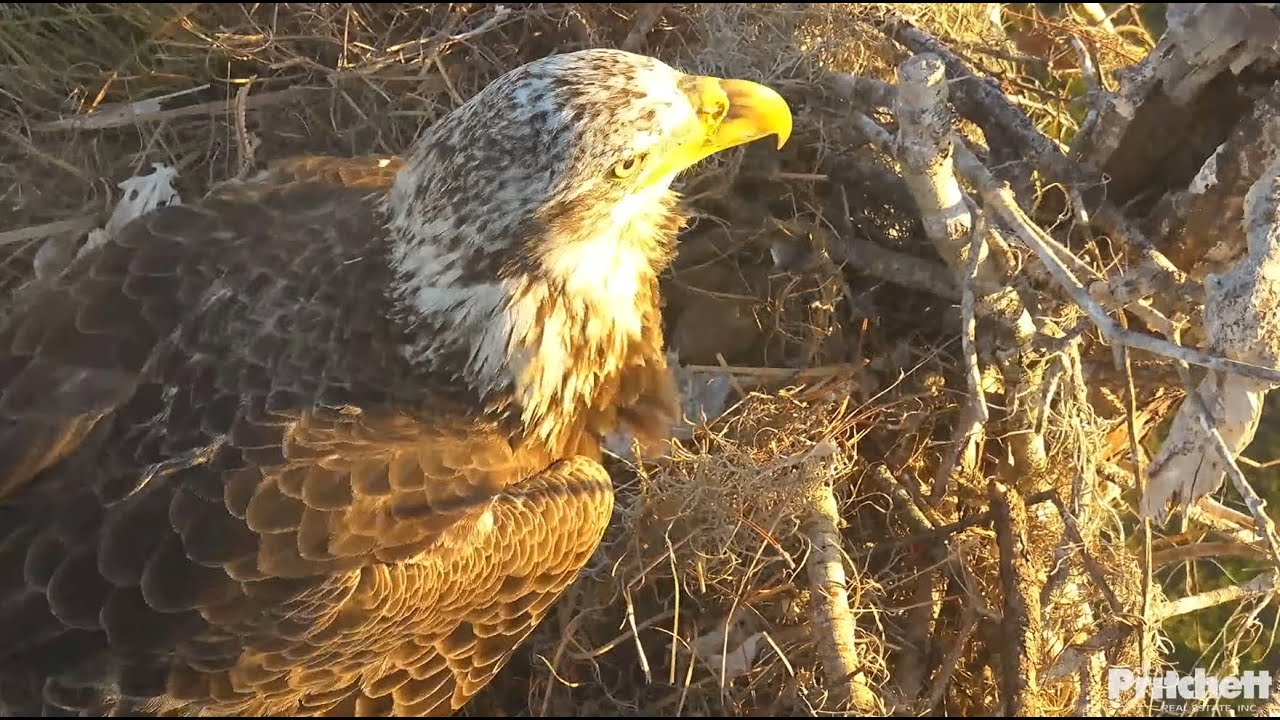 SWFL Eagles / Sub-adult visits the nest 😲💕 2025-01-31