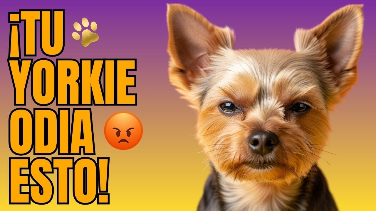 10 cosas que tu YORKIE odia 😡
