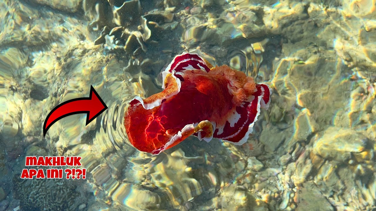 berburu ikan hias tapi menemukan banyak mahluk aneh saat air laut surut