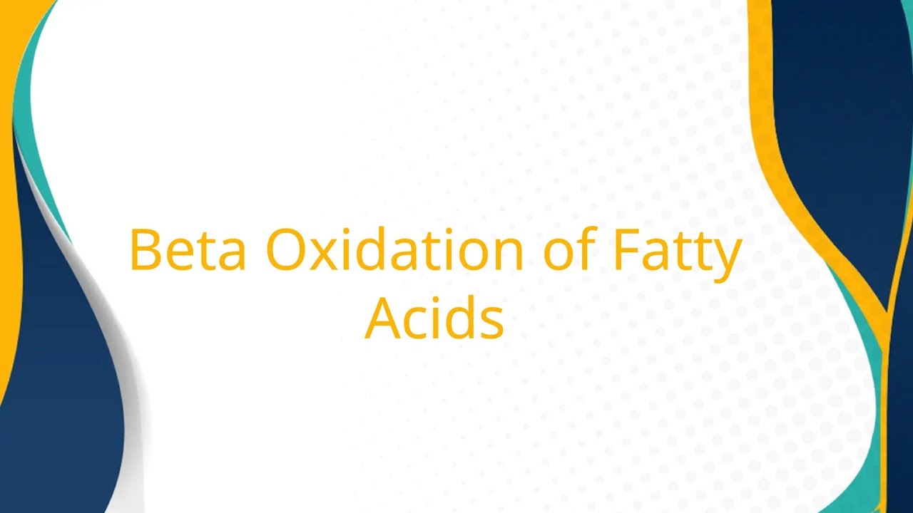 Beta Oxidation of Fatty Acids--Simplified.