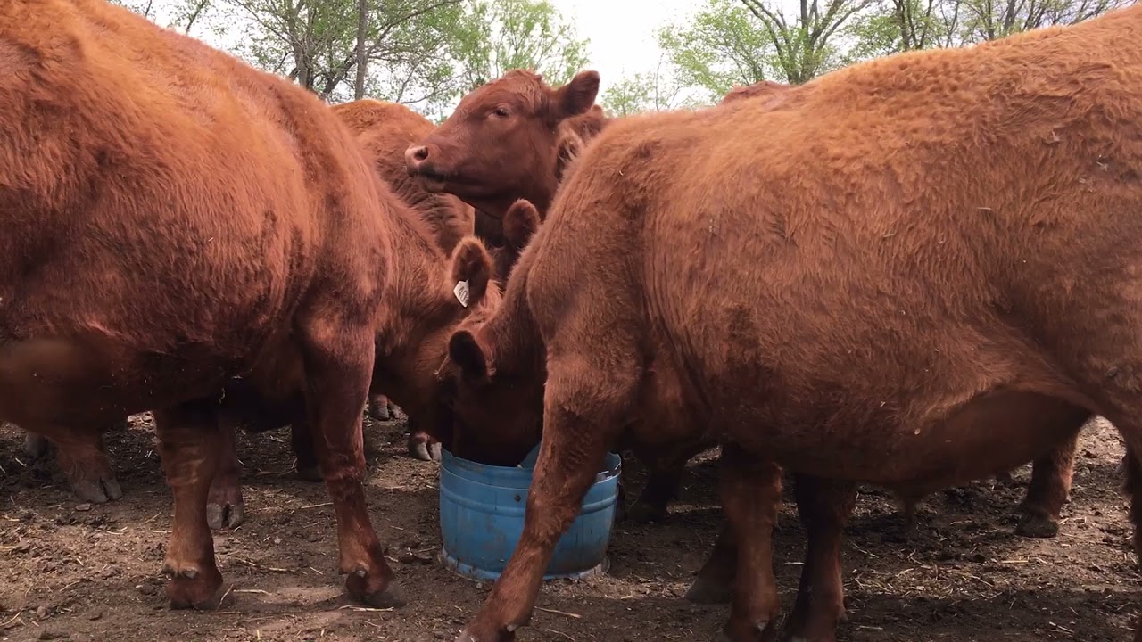 Adding Garlic to Calf Ration!