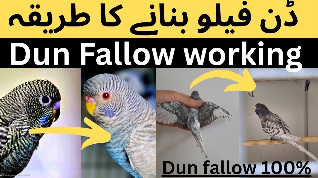 How to make Dun Fallow Budgie