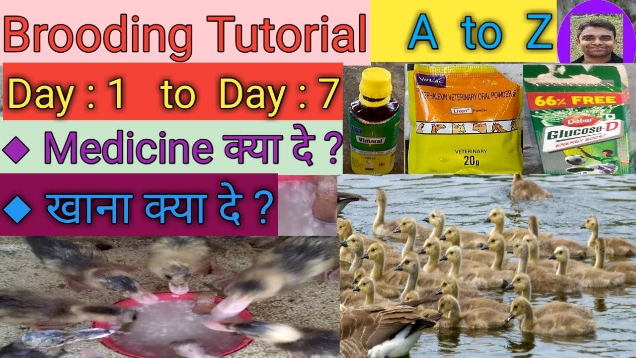 Brooding Tutorial 2020 ।। Medicin क्या दे ।। खाना मैं क्या दे ।। Brooding Tips || duck farming ||