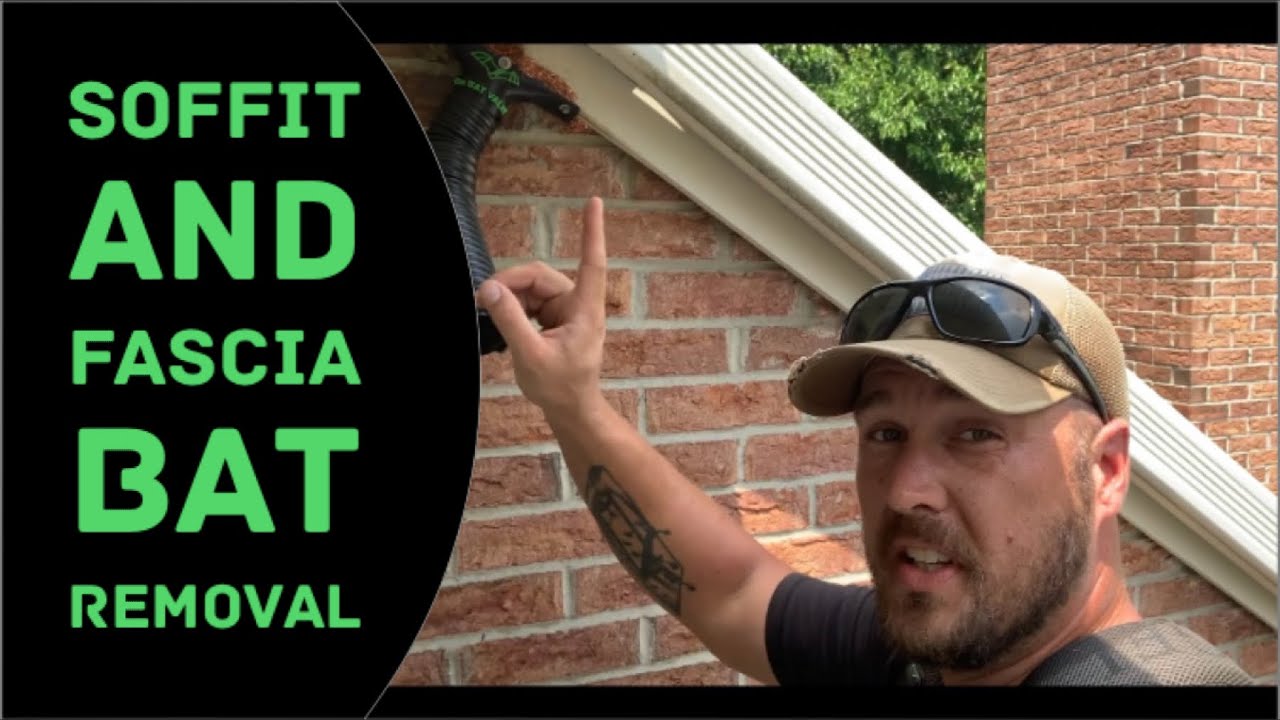 Soffit and Fascia Bat Removal (Exclusion with 