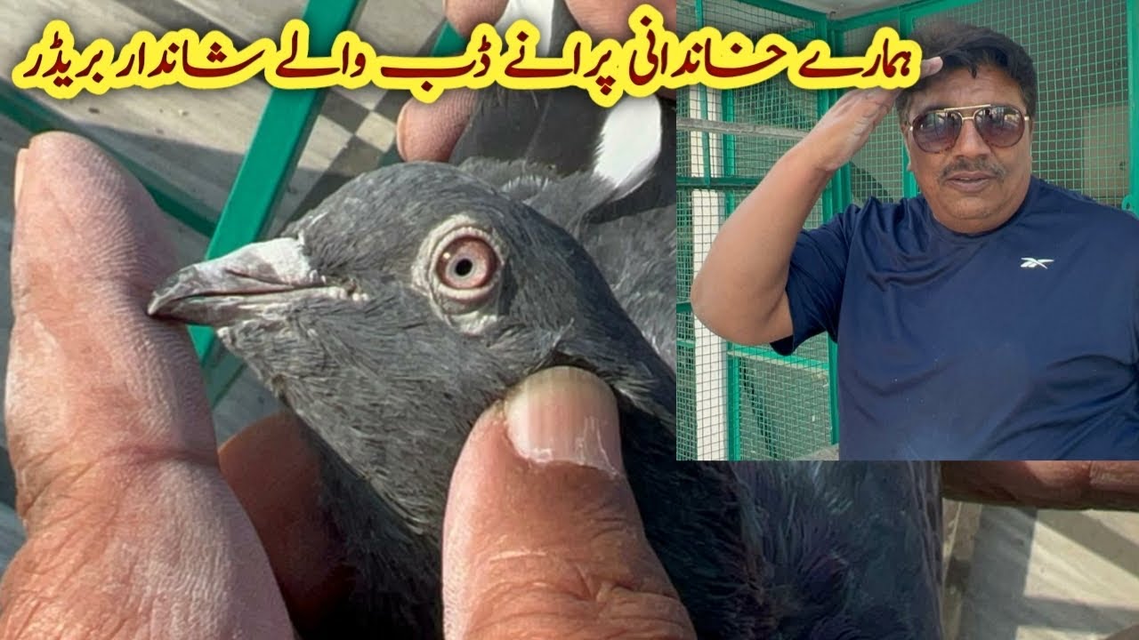 Old Blood Line Dub Walay Breeder Kabootar | Ustad Mian Mustajab Moshi