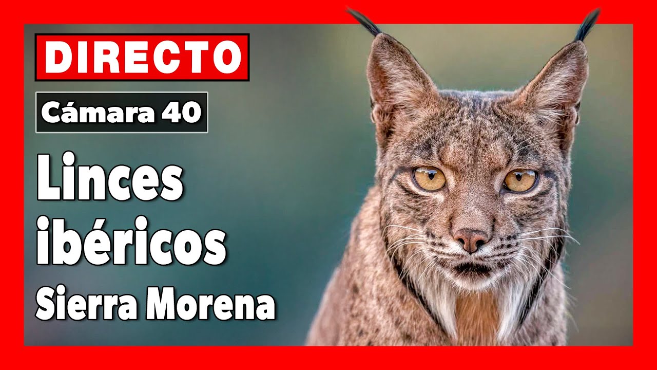 Lince ibérico (Lynx pardinus) 🔴 DIRECTO Sierra Morena (Cámara 40 | Jaén)