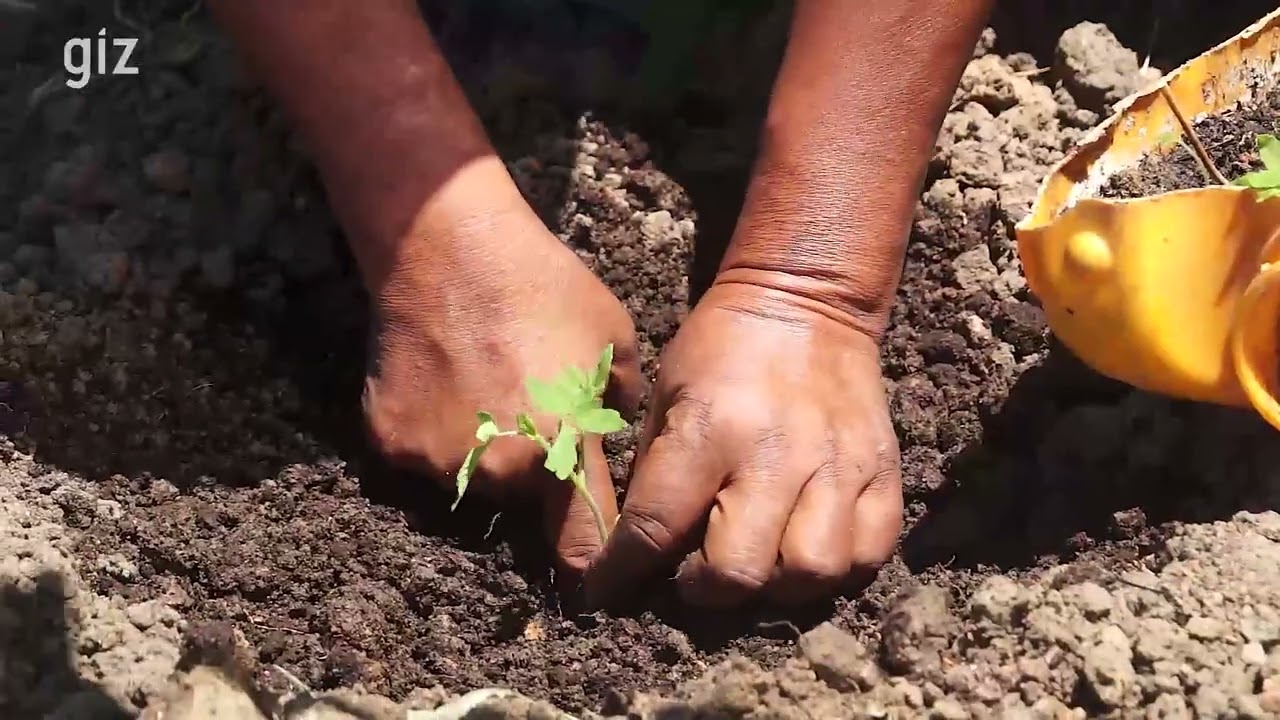 TECHNIQUE SUR L'UTILISATION DE FUMIER - MADAGASCAR