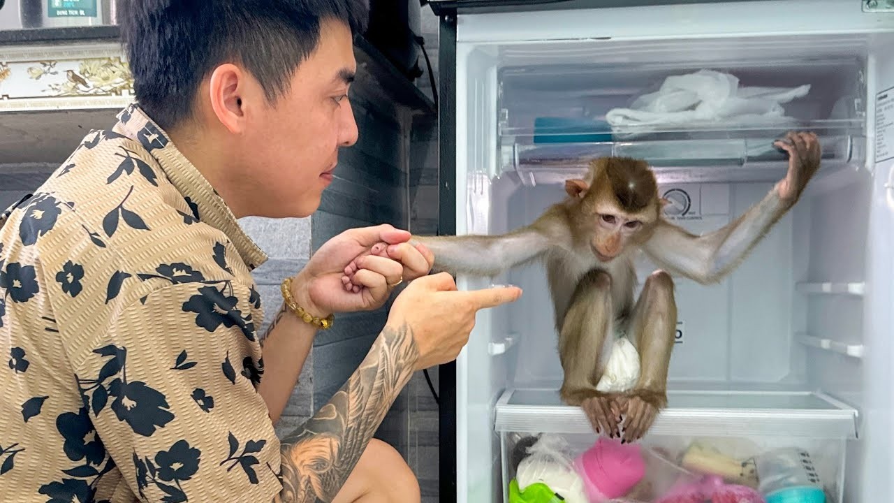 Monkey Kaka is in the refrigerator to cool down because it's very hot outside.