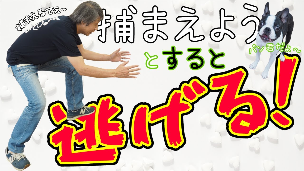 【犬のしつけ】捕まえたい時に逃げてしまう犬は、どうやって直す？これって逃げ癖？
