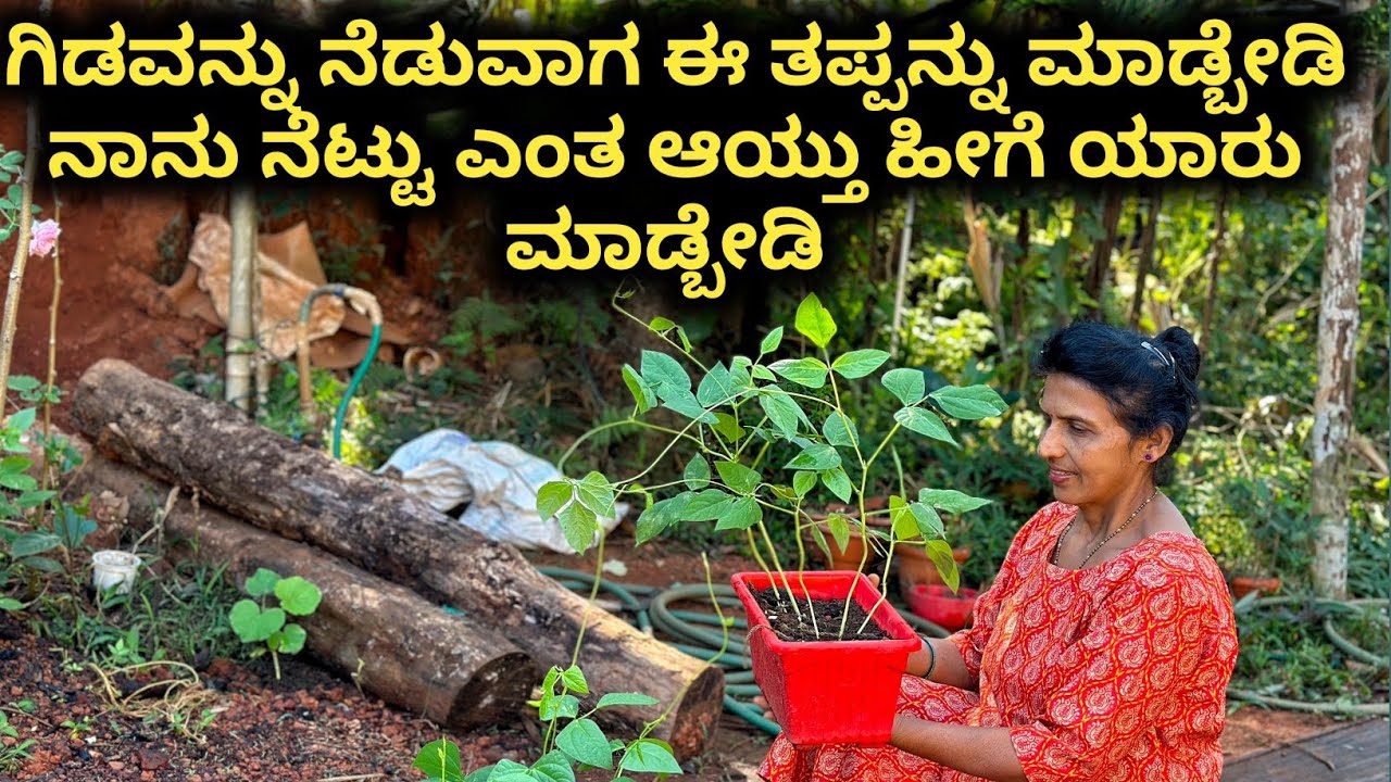 ಗಿಡವನ್ನು ನೆಡುವಾಗ ಈ ತಪ್ಪನ್ನು ಮಾಡ್ಬೇಡಿ ನಾನು ನೆಟ್ಟು ಎಂತ ಆಯ್ತು ಹೀಗೆ ಯಾರು ಮಾಡ್ಬೇಡಿ |Kannada 