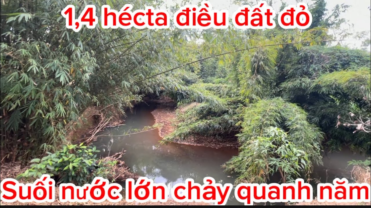1,8 hécta điều đất đỏ. View suối nước lớn quanh năm. Đất đồng Phú. Lh 0385390009