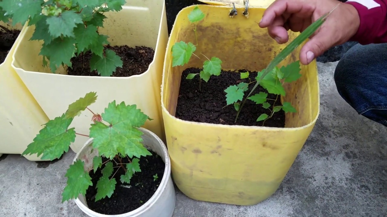 Cultivo de uvas en casa